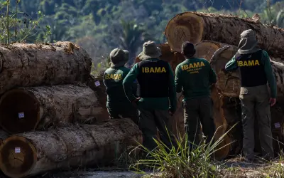 A importância da análise de redes de comércio madeireiro para o controle do desmatamento na Amazônia