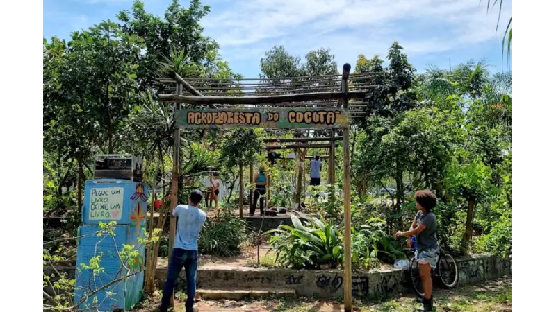 Agrofloresta comunitária no Rio sustenta pássaros, abelhas e pessoas
