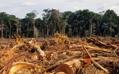 Arqueologia do desastre