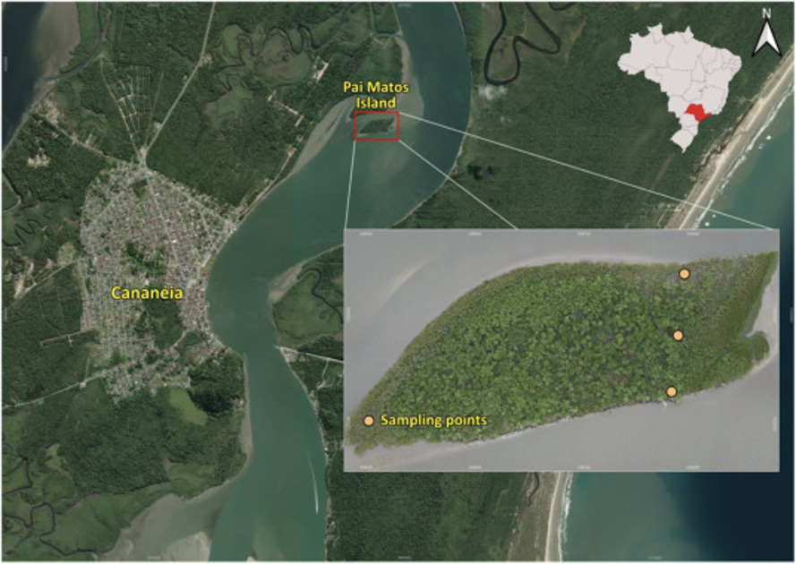 O experimento ocorreu na Ilha Pai Matos, dentro do sistema estuarino-lagunar de Canan&eacute;ia &ndash; Foto: Retirada do artigo