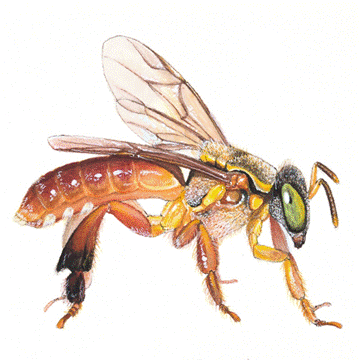 T&iacute;tulo: Jata&iacute; (Tetragonisca angustula). Ilustra&ccedil;&atilde;o: Diego Cardoso Avelar - Descri&ccedil;&atilde;o: Jata&iacute; (Tetragonisca angustula). Ilustra&ccedil;&atilde;o: Diego Cardoso Avelar