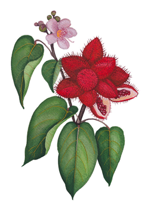 T&iacute;tulo: Urucum (Bixa orellana). Ilustra&ccedil;&atilde;o: Ingryd Guimar&atilde;es - Descri&ccedil;&atilde;o: Urucum (Bixa orellana). Ilustra&ccedil;&atilde;o: Ingryd Guimar&atilde;es