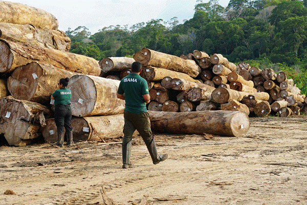 T&iacute;tulo: Fiscais do Ibama vistoriam toras em p&aacute;tio de madeira na Amaz&ocirc;nia - Descri&ccedil;&atilde;o: Fiscais do Ibama vistoriam toras em p&aacute;tio de madeira na Amaz&ocirc;nia