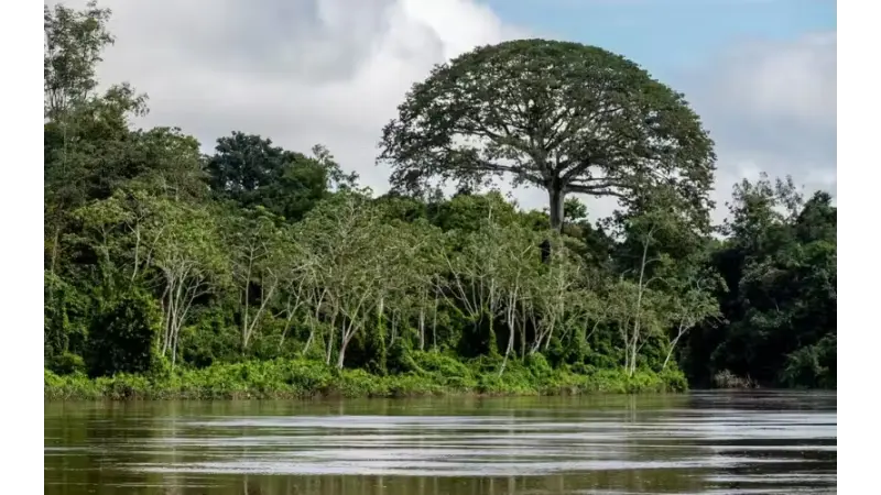 Bosque com 100 árvores gigantes da Amazônia agora é protegido por parque estadual