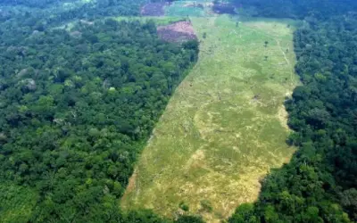 Brasil é líder na derrubada de florestas e é responsável 40% do desmatamento de florestas nativas do mundo