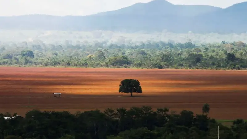 Brasil perdeu 33% da vegetação nativa desde 1500
