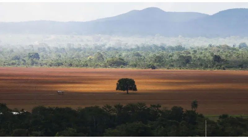 Cerrado sofre efeito de avanço do agronegócio