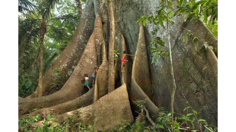 Conheça a árvore rainha da Amazônia, a gigantesca sagrada, Sumaúma