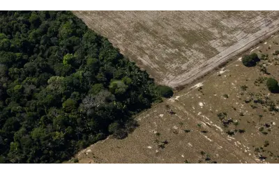 Fim da Moratória da Soja pode levar Amazônia a perder 1,4 milhão de hectares até 2036