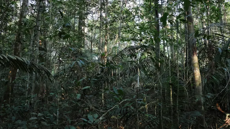 O Valor Insubstituível das Florestas Primárias: Por que apenas o plantio não salva a Amazônia