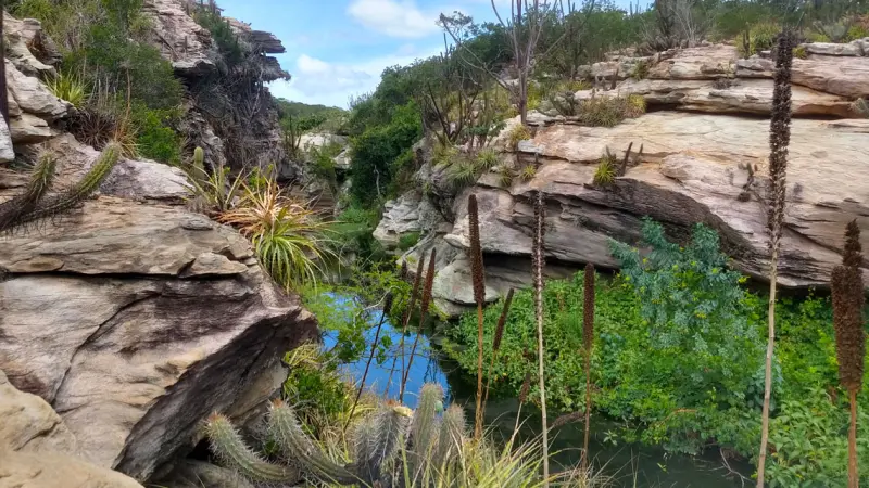 Grãos de pólen do fundo de uma lagoa revelam a história recente da Caatinga