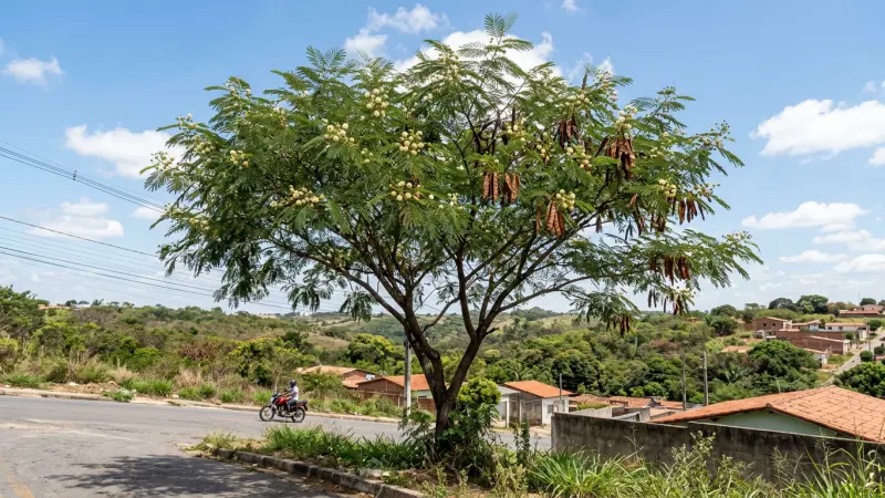 IA e Ciência Cidadã: projeto da ESALQ/USP usa tecnologia de ponta para caçar a Leucena