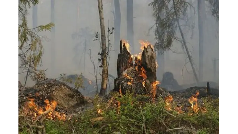 Incêndios: a brandura das penas em Portugal face a outros países