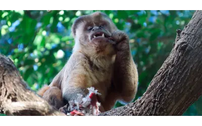 Macacos-prego caçam mais vertebrados quando frutas ficam escassas, revela estudo