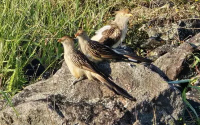 Mais de 500 espécies de aves podem ser extintas até 2100, alerta estudo