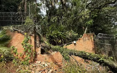 Tecnologia revoluciona o manejo das árvores nas cidades
