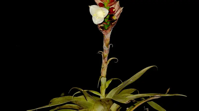 Dama-escarlate (Stigmatodon vinosus): nova espécie de bromélia de cor vinho é descoberta no Espírito Santo