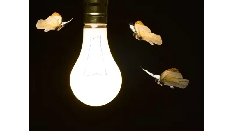 Nova teoria revela motivo para qual os insetos voam em volta de uma lâmpada