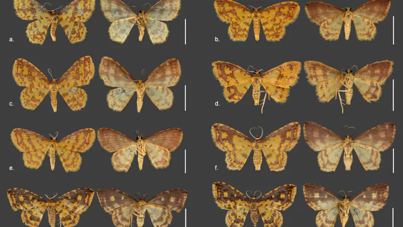 A Riqueza Oculta nas Folhas: Estudo revela oito novas espécies de mariposas no Brasil e homenageia cultura afro-brasileira