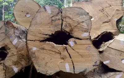 Novas ferramentas para rastrear produtos florestais