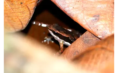 Novo sapo da Mata Atlântica é descrito no Espírito Santo e já enfrenta risco crítico