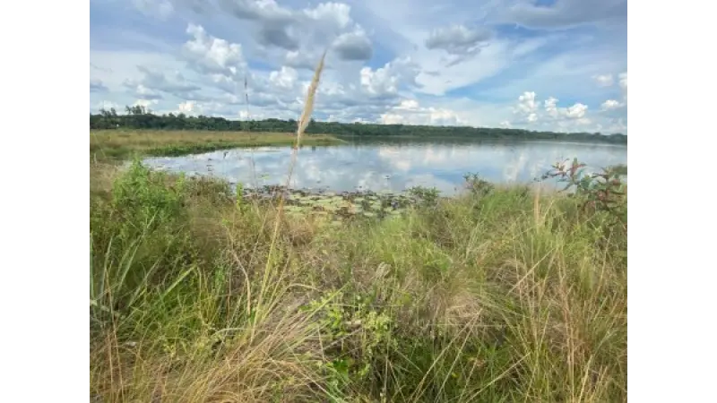 Plantar árvores pode destruir campos úmidos do Cerrado, alerta estudo