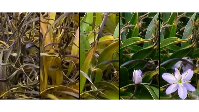 Plantas da Ressurreição: o segredo botânico para salvar a agricultura na crise climática
