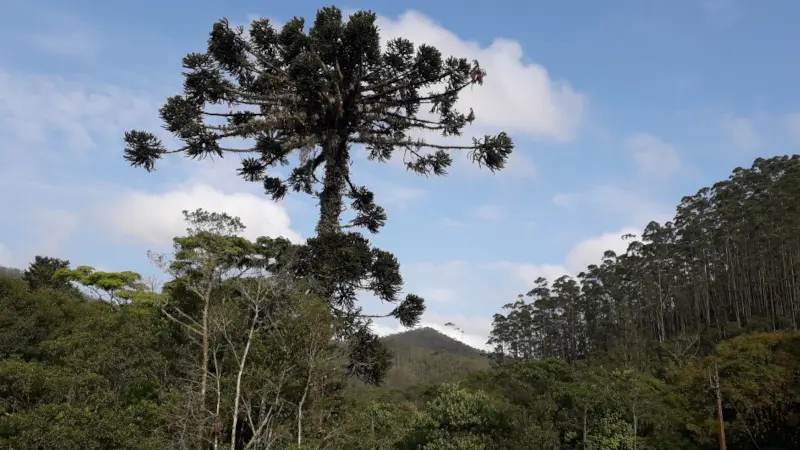 Produtos florestais não madeireiros: alternativa econômica para financiar a restauração no Brasil