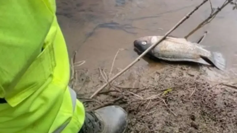 Quatro anos após tragédia de Mariana, peixes do rio Doce ainda apresentam níveis perigosos de contaminação