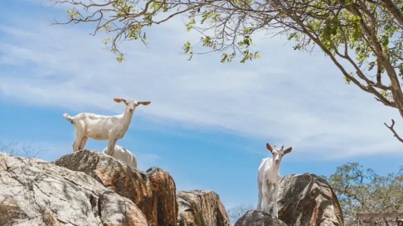 Recaatingamento: salvando o semiárido de virar deserto