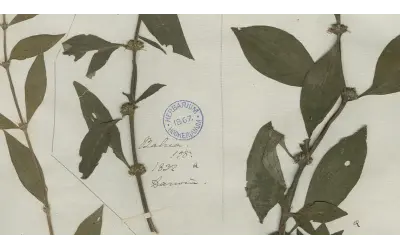 Reflora: como o Brasil trouxe de volta, em imagens, as plantas levadas por naturalistas europeus