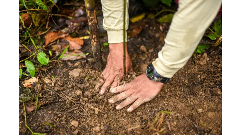 Restauração florestal não é “reconstruir” a natureza: estudo propõe unir inteligência humana, natural e artificial