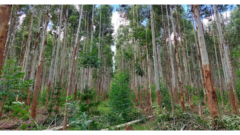 Setor florestal bate recorde e chega a R$ 47,9 bilhões em 2025, puxado pelo eucalipto
